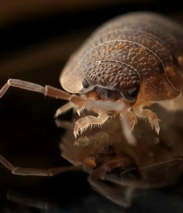 Traitement punaise de lit